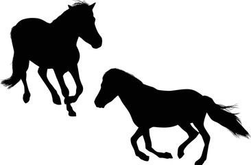 two black running horses isolated on white