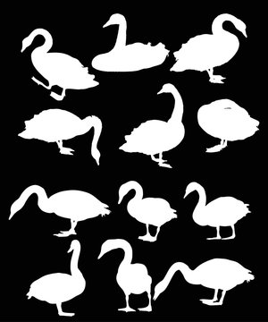twelve swans isolated on black