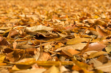 Background of autumn yellow leaves