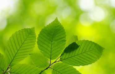 green leaves