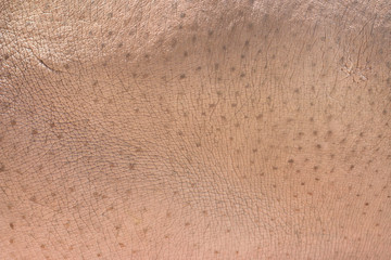 hippopotamus skin as background