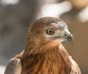 the head of a bird of prey