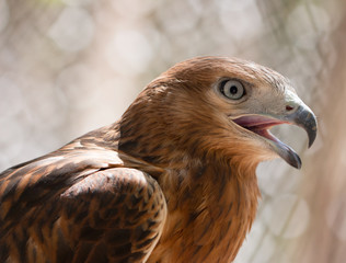 bird's head hawk
