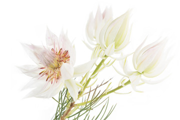 Blüte einer Serruria florida, isoliert auf weißem Hintergrund