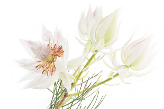 Bl&uuml;te einer Serruria florida, isoliert auf wei&szlig;em Hintergrund
