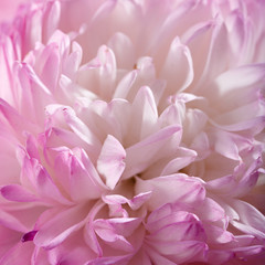 Bright garden blooming flowers, photographed large.