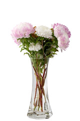 Beautiful garden flower isolated on white background