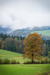 Bergahorn Baum im Alpenvorland