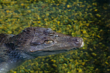 Крокодиловый кайман