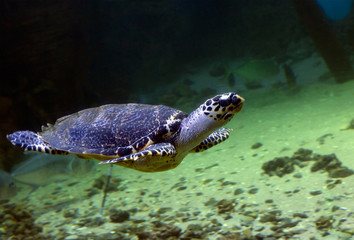 Obraz premium Морская черепаха