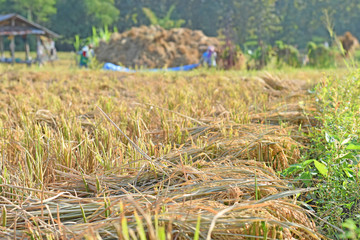 I tried to express the image of the fall harvest.