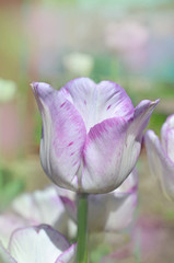 Close-up of single violet and white tulip in a spring garden. Tulip on blurred background.