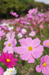 コスモス
