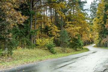 between the trees yellow