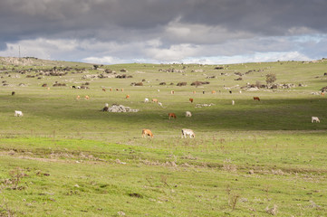 Fototapeta na wymiar Cows grazing in Dehesa de Navalvillar, Colmenar Viejo, Madrid. Spain