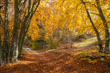 Fototapeta premium Sentiero nel bosco