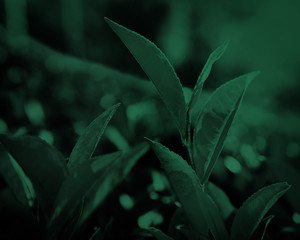 Green leaves in Sri Lanka Environment Concept