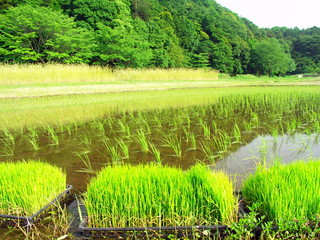 田植えの済んだ田んぼ風景