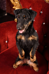 Yagd Terrier on royal red interior background