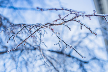 Fototapeta na wymiar Beautiful winter branches in ice on the sky background 