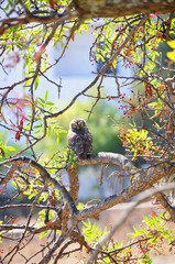 Owl on a tree in a spring morning