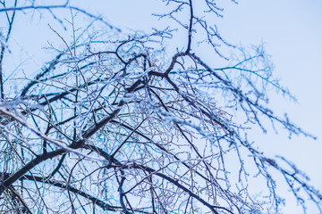 branches in ice on the sky background  
