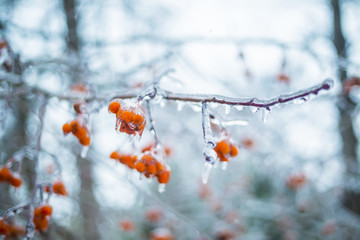 Beautiful frozen winter branches with red berries
