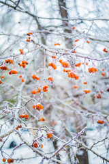 frozen winter branches with red berries in the ice 