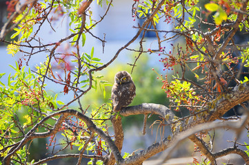 Owl on a tree in a spring morning