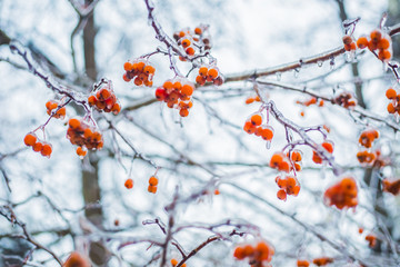 Beautiful frozen winter branches with red berries in the ice on the sky background  