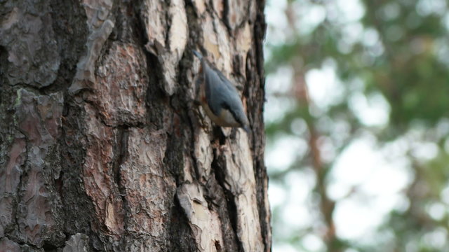 Little bird sitta europaea sitting on pine and earn their food in tree bark and then flies away with a beetle in its beak