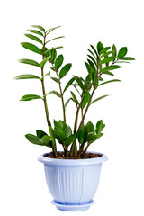 Houseplant isolated on white background