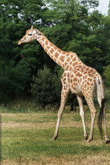 Naklejka na ściany i meble Profile of rare giraffe subspecies Rothschild's giraffe at green bushes background in Warsaw zoo