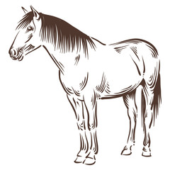 horse