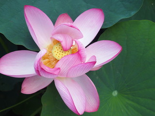 ピンクのハスの花