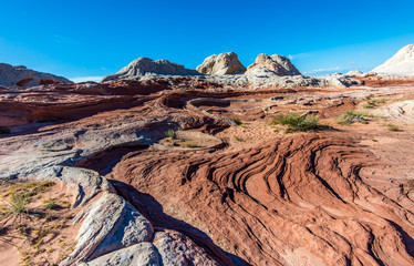 White Pocker, Arizona