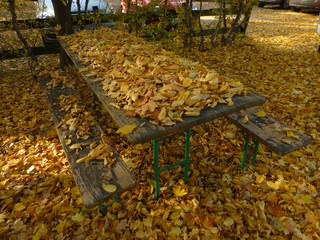 Biergarten. End of the season abandoned benches covered with autumn leaves