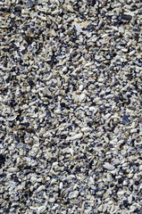 Mussel Beach, many crushed seashells