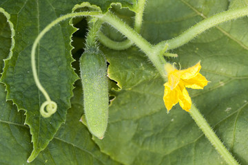 cucumber