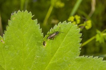 Ichneumonidae on tne plant