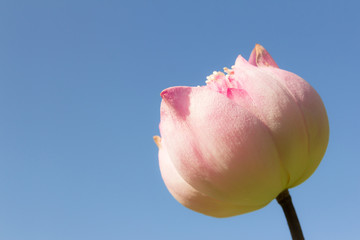 pink lotus flower on sky background