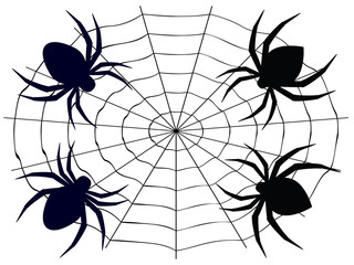 Cartoon Spider