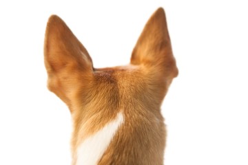 Cute dog with pointy ears