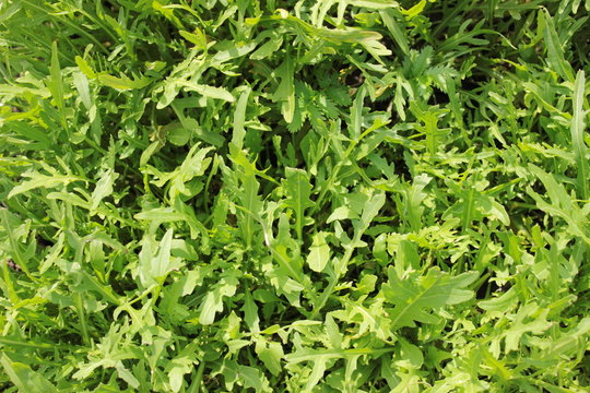 wilde Rauke Rucola
