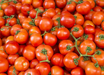 red tomatoes background. Group of tomatoes