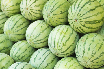 many green sweet watermelon group