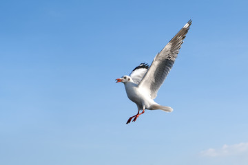 Single sea gull flying against background of blue sky and white