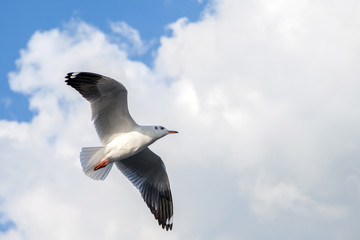 Single sea gull flying against background of blue sky and white