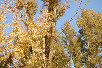 Fototapeta premium Mistletoe and blue sky background