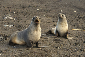 Otarie à fourrure antarctique, Ile Déception, Shetland du Sud, péninsule Antarctique